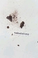 藏品(泛生牆苔)的圖片